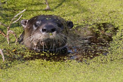 River otter popping out of the duckweed