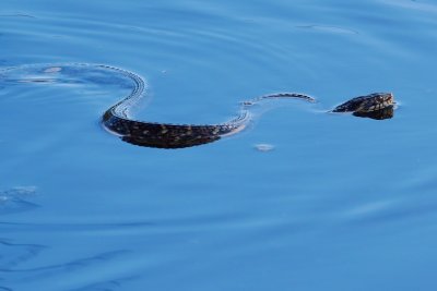 Banded water snake swimming