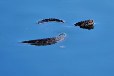 Banded water snake floating