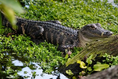 Baby alligator