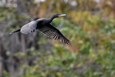 Neotropic cormorant flying