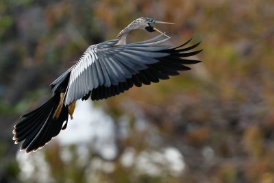 Anhinga about to land