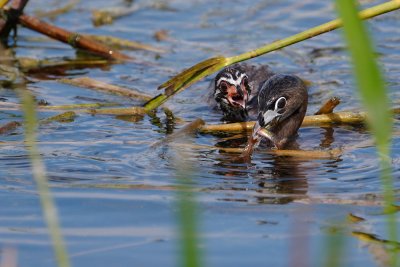 Pied-billed grebe mom with fish