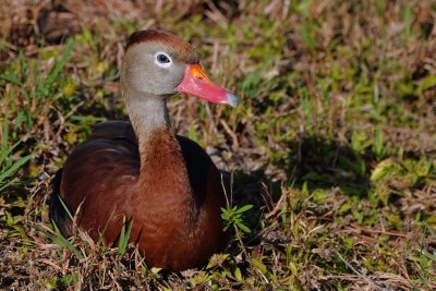 Black-bellied whistling duck with blue eyes