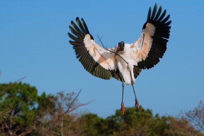 Wood stork arriving with a stick