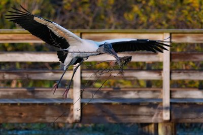 Wood stork on the supply run