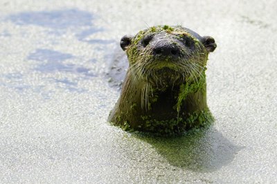 Otter spots the photographer