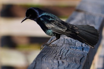 Boat-tailed grackle rejected by courtee