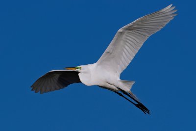 Great egret flying high