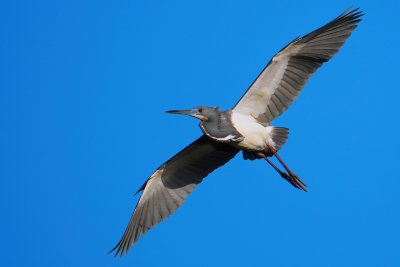 Tricolor heron flying in the clear blue sky