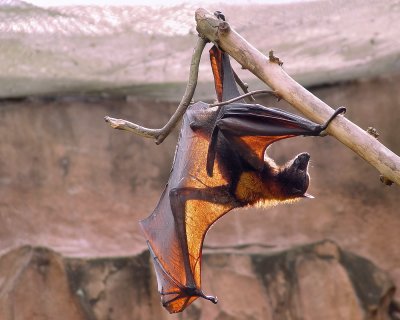 Large bat stretching
