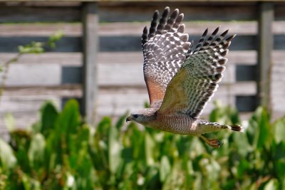 Red-shouldered hawk in flight