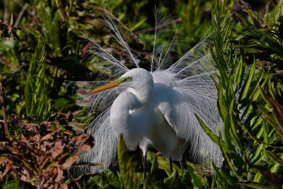 Great egret displaying breeding plumage
