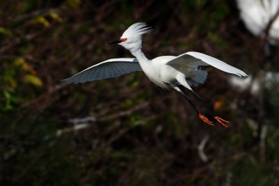 Snowy egret in flight, with breeding colors
