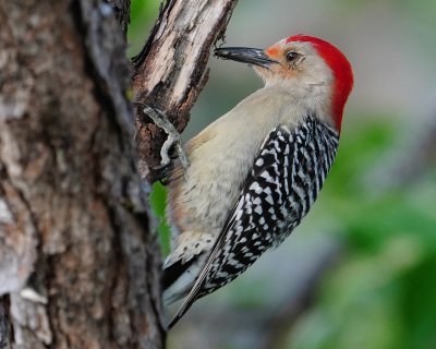 Red-bellied woodpecker scores a spider