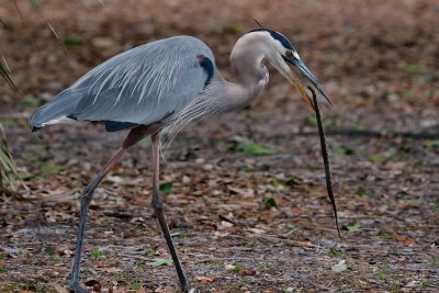 Great blue heron with snake meal