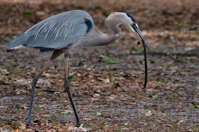 Great blue heron with snake meal