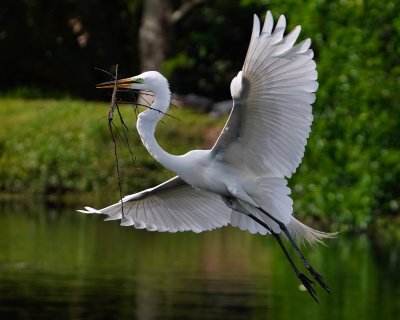 Great egret flying with a stick