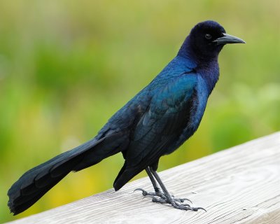Boat-tailed grackle male