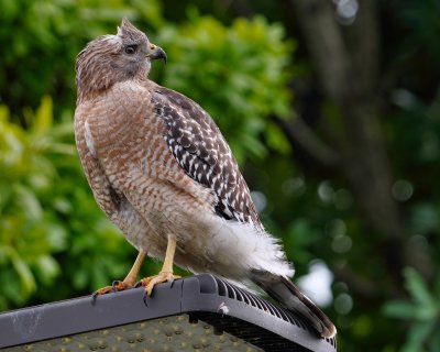 Red-shouldered hawk on a street lamp