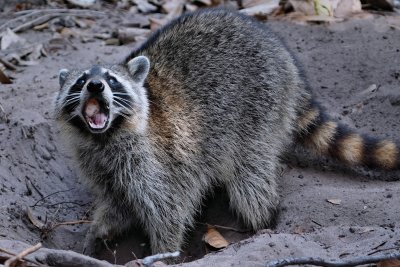 Raccoon with mouthful of turtle egg