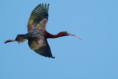 Glossy ibis in flight, showing iridescence