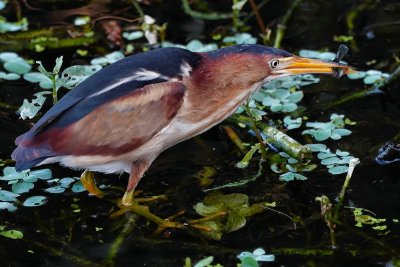 Male least bittern with fish