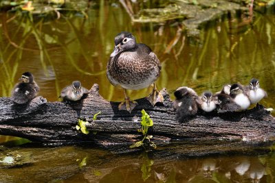 Wood duck mom and ducklings