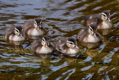 Wood ducklings in the water