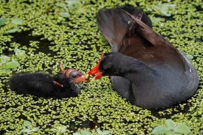 Moorhen mom feeding her chick