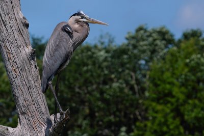 Great blue heron up a tree