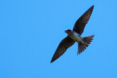 Purple martin in flight