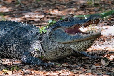 Alligator closeup