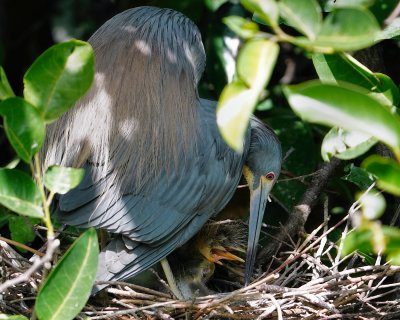 Tricolored heron with newly hatched chicks