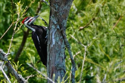 Pileated woodpecker