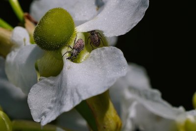 Tiny weevils on a tiny flower