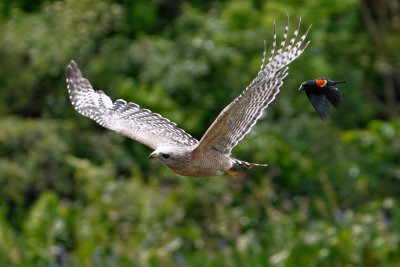 Hawk pursued by red-winged blackbird