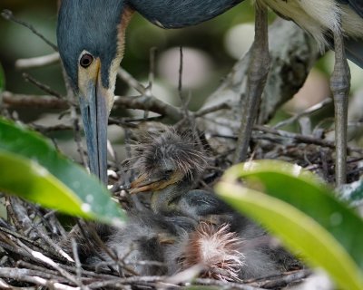 Baby tricolored herons in the nest