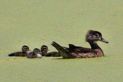 Wood duck mom with ducklings