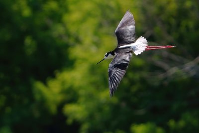 Black-necked stilt in flight