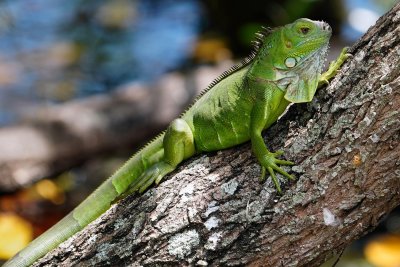 Green iguana on a tree