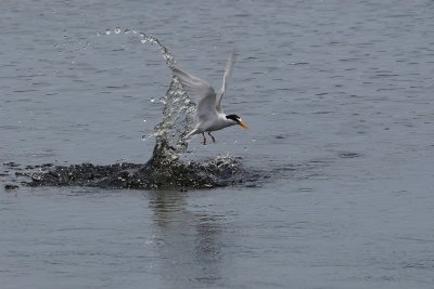 Least tern emerging from a plunge