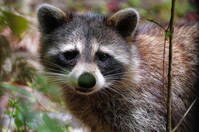 Raccoon closeup