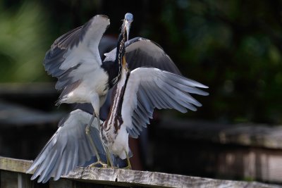 Tricolored heron chick begging mom for food