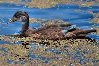Male wood duck in eclipse plumage