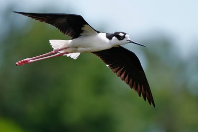 Black-necked stilt in flight close pass