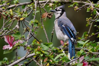 Blue jay in my hibiscus