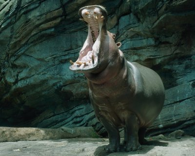 Hippopotamus showing that huge mouth