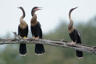 Three female anhingas on a limb