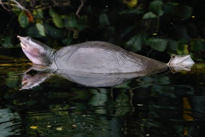 Florida softshell turtle half-submerged